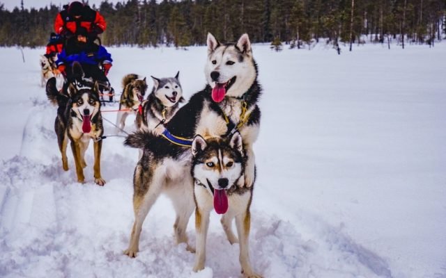 husky-lapland-eurowaizz